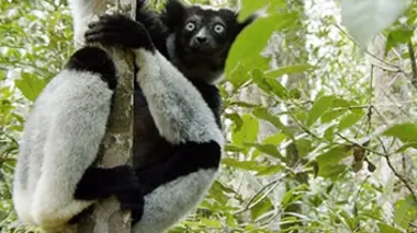 Les paradis naturels de Madagascar Les Indris de Mantadia
