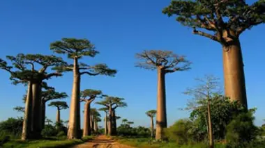 Les paradis naturels de Madagascar Madagascar, une île unique