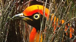 Visuel de Les paradisiers de Nouvelle-Guinée