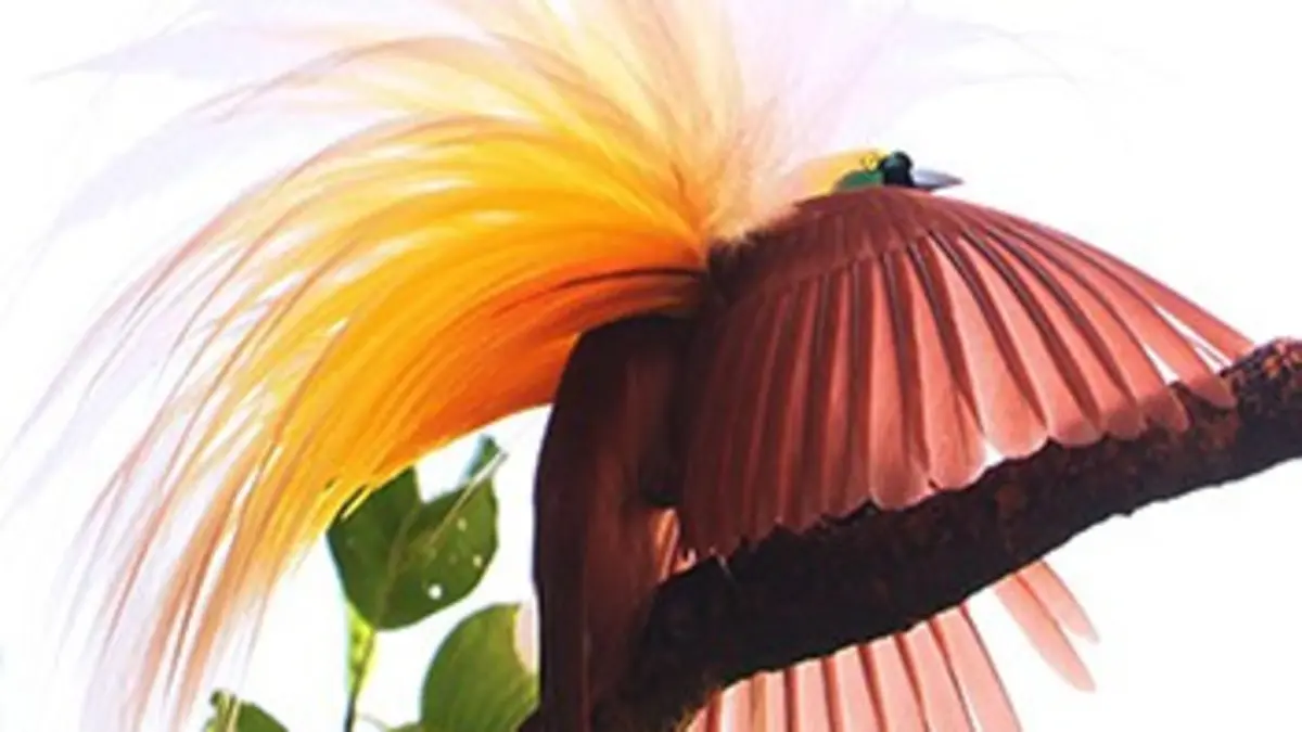 Les paradisiers de Nouvelle-Guinée