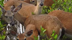 Les parcs nationaux américains S01E01 Everglades