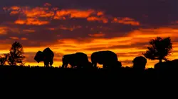 Les parcs nationaux américains