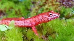 Les parcs nationaux américains