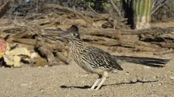 Les parcs nationaux américains