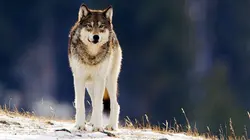 Les parcs nationaux américains