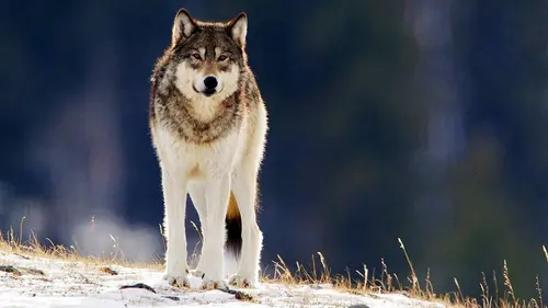 Les parcs nationaux américains E02 Yellowstone