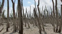 Les parcs nationaux américains