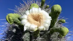 Les parcs nationaux américains