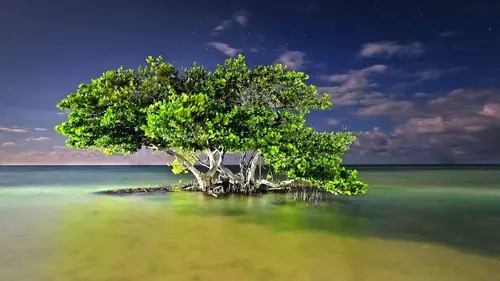 Les parcs nationaux américains S01E01 Everglades