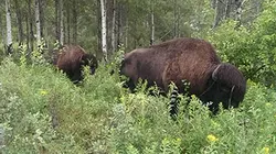 Les parcs nationaux canadiens