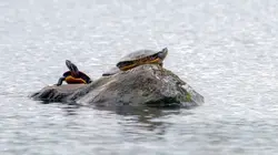 Les parcs nationaux canadiens Kejimkujik