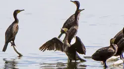 Les parcs nationaux des pays baltes