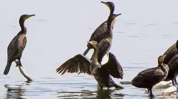 Visuel de Les parcs nationaux des pays baltes