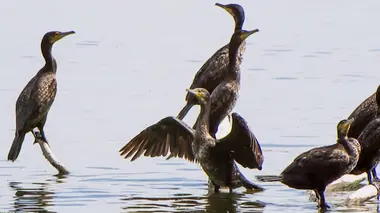 Isthme de Courlande en Lituanie