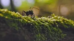 Visuel de Les parcs naturels... en minuscule