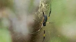 Visuel de Les parcs naturels... en minuscule