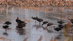 Les parcs naturels... en Minuscule  Arrábida, Portugal