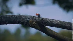 Les parcs naturels... En minuscule S01E01 Les Ecrins