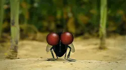 Les parcs naturels... En minuscule  S01E02 Le Mercantour