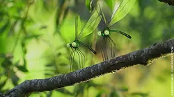 Les parcs naturels... En minuscule S01E03 Guadeloupe