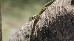 Les parcs naturels... en Minuscule S02E01 La Réunion