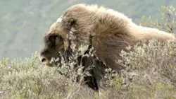 Les parcs naturels... en Minuscule  Norvège, Dovrefjell-Sunndalsfjella