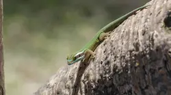 Les parcs naturels... en Minuscule S02E01 La Réunion