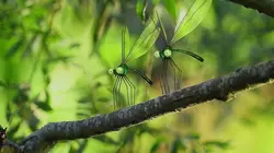 Les parcs naturels... En minuscule S01E03 Guadeloupe