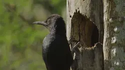Les parcs naturels... En minuscule S01E03 Guadeloupe