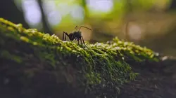 Les parcs naturels... En minuscule S01E03 Guadeloupe