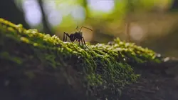 Les parcs naturels... en Minuscule