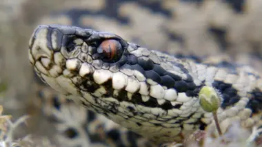 Brière et Guérande