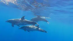 Les parcs naturels portugais Madère