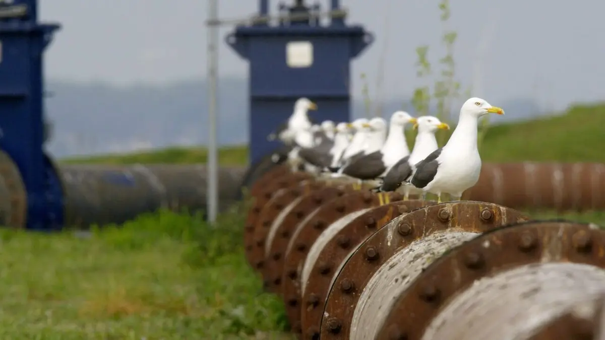 Les Pays-Bas sauvages : Dans le port de Rotterdam