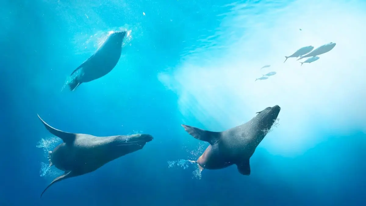 Les pêcheurs face aux phoques de la Baltique
