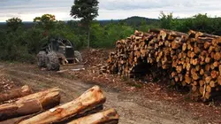 Visuel de Les bûcherons de l'extrême