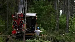 Visuel de Les bûcherons de l'extrême