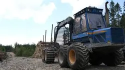 Visuel de Les bûcherons de l'extrême