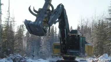 Le bois dans le sang