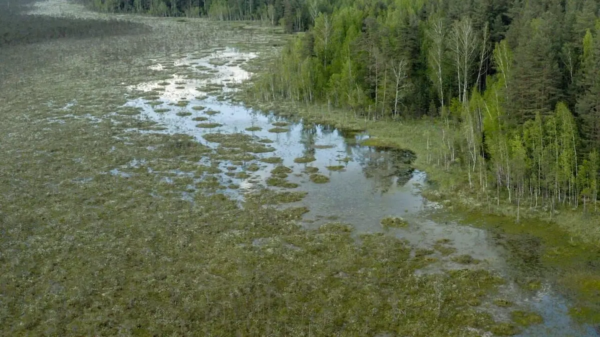 Les perles de la taïga : la réserve de Berezinsky