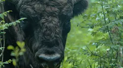 Les perles de la taïga : la réserve de Berezinsky