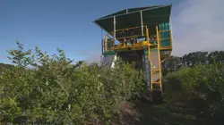 Les petites baies qui montent