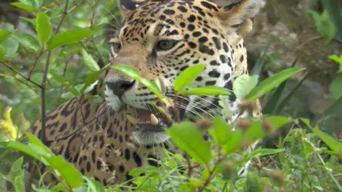 Les petits félins d'Afrique