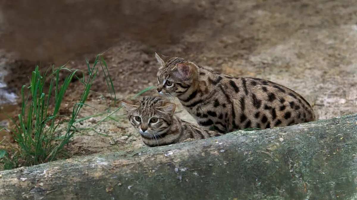 Les petits félins d'Afrique