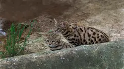 Les petits félins d'Afrique