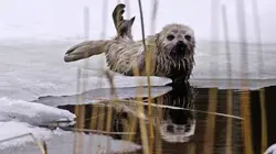 Visuel de Les phoques du lac Saimaa