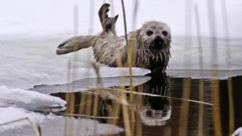 Les phoques du lac Saimaa