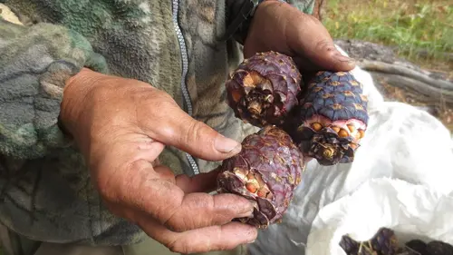 Les pignons de cèdre, l'or de la taïga