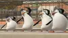 Les Pingouins de Madagascar S02E38 Léonard, le bagarrambule. - La chenille rouge (2012)