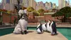 Kowalski dans Les Pingouins de Madagascar S02E07 Pas touche ! (2010)